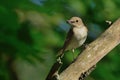 European Pied Flycatcher - Ficedula hypoleuca - female Royalty Free Stock Photo