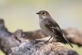 European Pied Flycatcher Ficedula hypoleuca. Female of this small passerine bird sitting on a branch. Brown head, Royalty Free Stock Photo