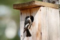 European pied flycatcher ficedula hypoleuca male on birdhouse Royalty Free Stock Photo