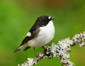 European pied flycatcher (Ficedula hypoleuca) male sitting on a branch Royalty Free Stock Photo