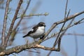 European pied flycatcher Ficedula hypoleuca