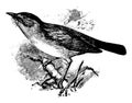 European Pied Flycatcher, vintage illustration