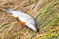 European pike on the autumn grass Royalty Free Stock Photo