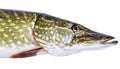 European pike portrait Royalty Free Stock Photo