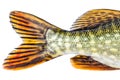 European pike tale Royalty Free Stock Photo