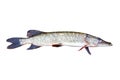 European pike on white Royalty Free Stock Photo