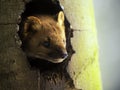 European Pine Marten