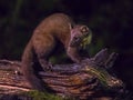 European pine marten looking at night