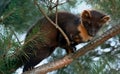 The European pine marten (Martes martes), known most commonly as the pine marten in Anglophone Europe, and less commonly also Royalty Free Stock Photo