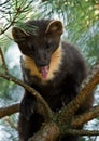 The European pine marten (Martes martes), known most commonly as the pine marten in Anglophone Europe, and less commonly also Royalty Free Stock Photo