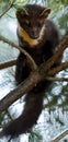 The European pine marten (Martes martes), known most commonly as the pine marten in Anglophone Europe, and less commonly also Royalty Free Stock Photo