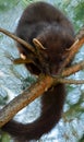 The European pine marten (Martes martes), known most commonly as the pine marten in Anglophone Europe, and less commonly also Royalty Free Stock Photo