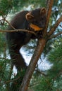 The European pine marten (Martes martes), known most commonly as the pine marten in Anglophone Europe, and less commonly also Royalty Free Stock Photo