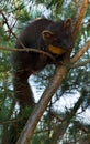 The European pine marten (Martes martes), known most commonly as the pine marten in Anglophone Europe, and less commonly also Royalty Free Stock Photo