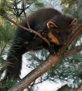 The European pine marten (Martes martes), known most commonly as the pine marten in Anglophone Europe, and less commonly also Royalty Free Stock Photo