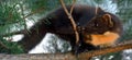 The European pine marten (Martes martes), known most commonly as the pine marten in Anglophone Europe, and less commonly also Royalty Free Stock Photo