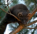 The European pine marten (Martes martes), known most commonly as the pine marten in Anglophone Europe, and less commonly also Royalty Free Stock Photo