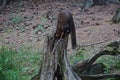 European pine marten Martes martes, seen in a forest in the Highlands of Scotland Royalty Free Stock Photo