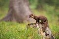 European pine marten, martes martes, standing on a stump in forest in rain. Royalty Free Stock Photo