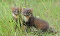 European pine marten Martes martes Royalty Free Stock Photo