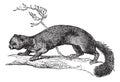 European Pine Marten or Martes martes vintage engraving