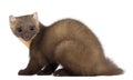 European Pine Marten or pine marten