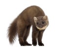 European Pine Marten or pine marten