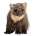 European Pine Marten or pine marten