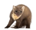 European Pine Marten or pine marten