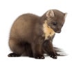 European Pine Marten or pine marten