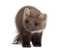 European Pine Marten or pine marten