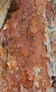 European pine trunk with bark.Close.Vertical view.