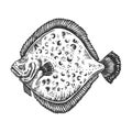 European plaice fish animal engraving vector