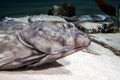 European plaice fish - Pleuronectes platessa Royalty Free Stock Photo