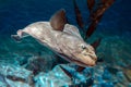 European plaice fish - Pleuronectes platessa Royalty Free Stock Photo