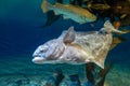 European plaice fish - Pleuronectes platessa Royalty Free Stock Photo