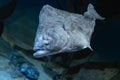 European plaice fish - Pleuronectes platessa Royalty Free Stock Photo
