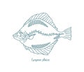 The European plaice fish. Pleuronectes platessa. Flatfish. Open paths. Editable stroke. Custom line thickness. Royalty Free Stock Photo