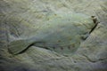 European plaice Pleuronectes platessa Royalty Free Stock Photo