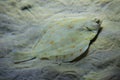 European plaice Pleuronectes platessa Royalty Free Stock Photo