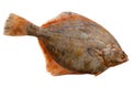 European plaice Royalty Free Stock Photo