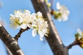 European plum tree white flowers in bloom isolated against blue sky background Royalty Free Stock Photo