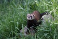 European Polecat Royalty Free Stock Photo