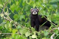 European Polecat Royalty Free Stock Photo