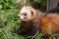 Polecat looking sideways