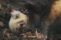 European polecat