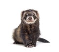 European polecat facing and looking at the camera, isolated Royalty Free Stock Photo