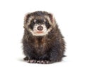 European polecat facing and looking at the camera, isolated Royalty Free Stock Photo
