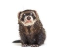 European polecat facing and looking at the camera, isolated Royalty Free Stock Photo