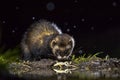 European polecat with frog prey